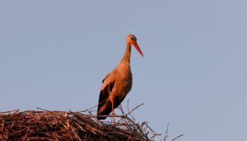 Un micro-état musulman va voir le jour en Albanie